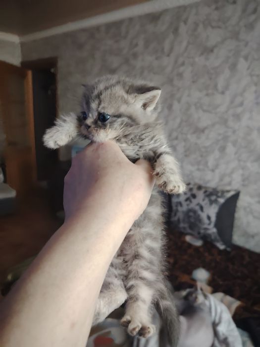 Британская малышка