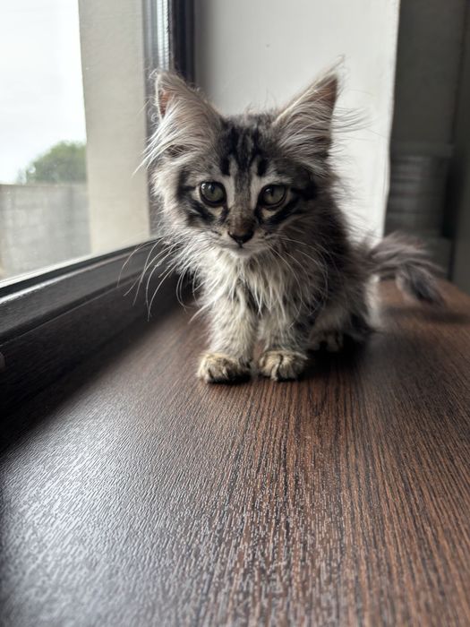Отдам котят в добрые руки!!