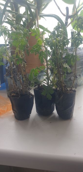 Продам саженцы мультифлоры.