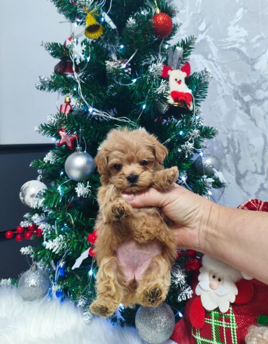 Красивенные мальтипу,F1,