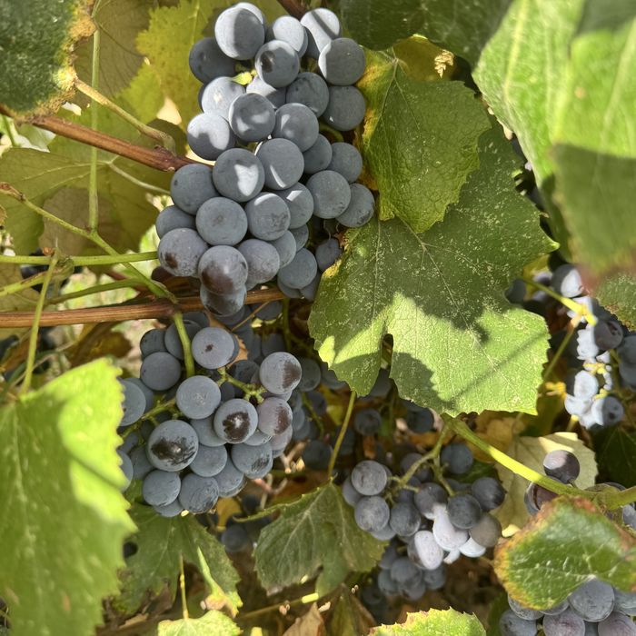 Struguri de vin