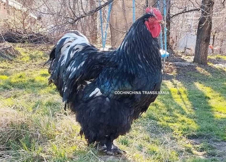 Cocos Cochinchina urias bobat