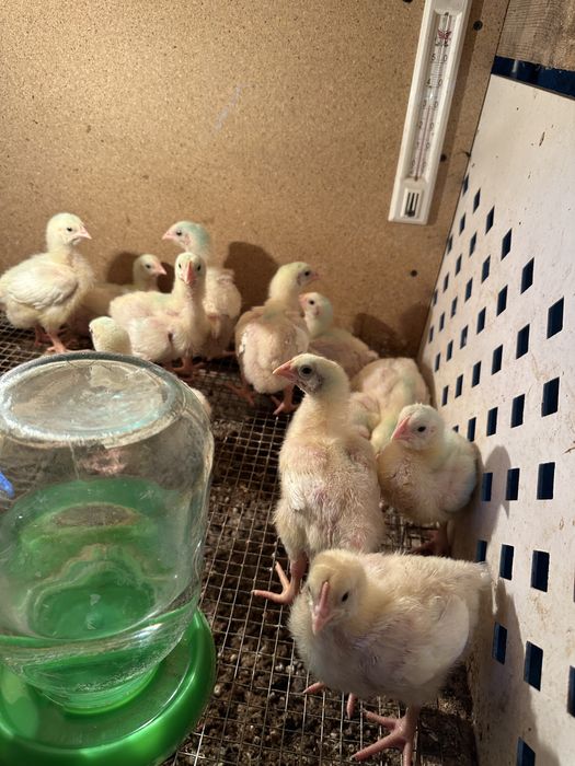 Бройлеры  цыплята
