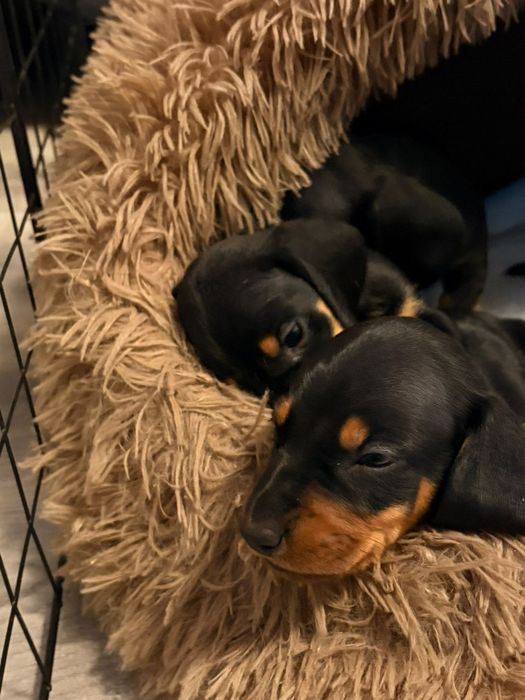 Чистопордные щенки таксы