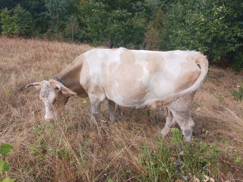 Vând vacă tânără de trei ani,gestantă