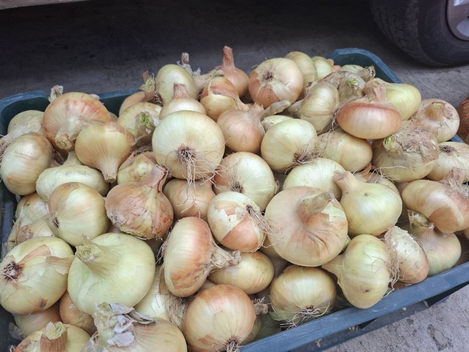 Ceapa si Usturoi BIO