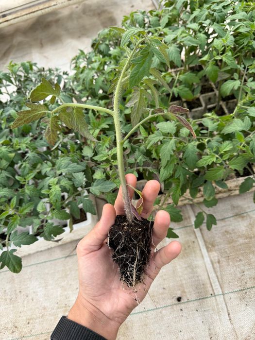 Рассада красного томата