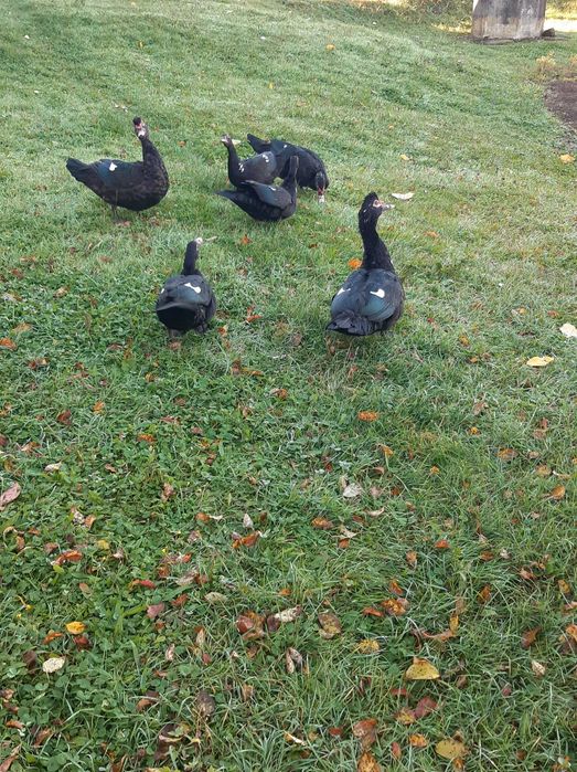 Vând rațe mute 2025