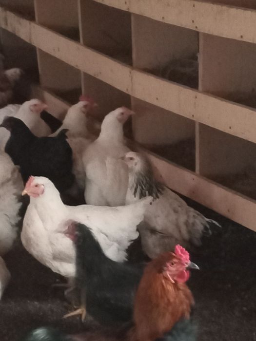 Продаются Петухи