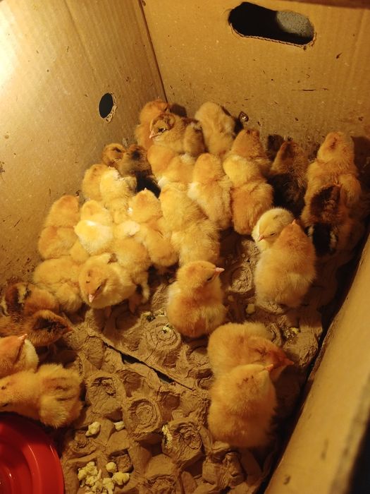 Продам цыплят брама