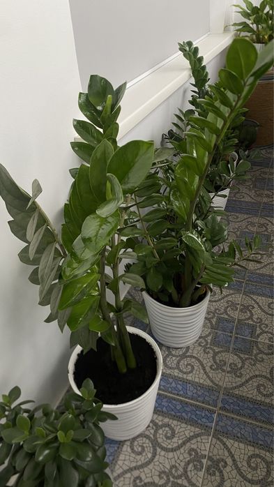 Продам цветок Замиокулькас, 1м