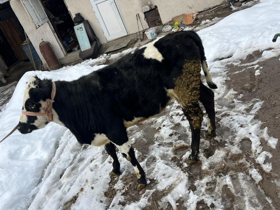 телочка 8 мес от хорошей коровы