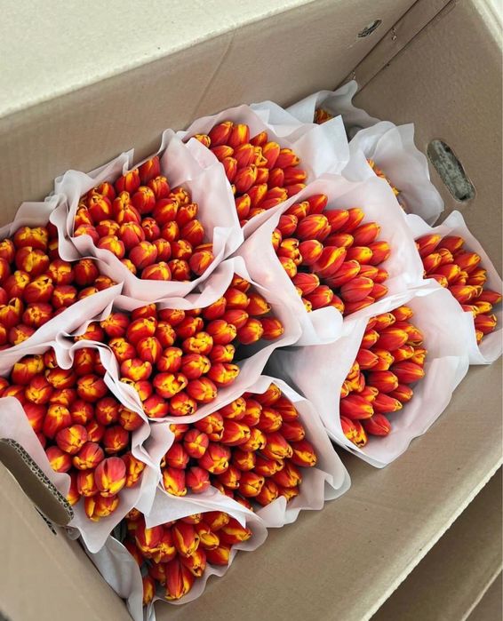 Тюльпаны оптом с теплицы