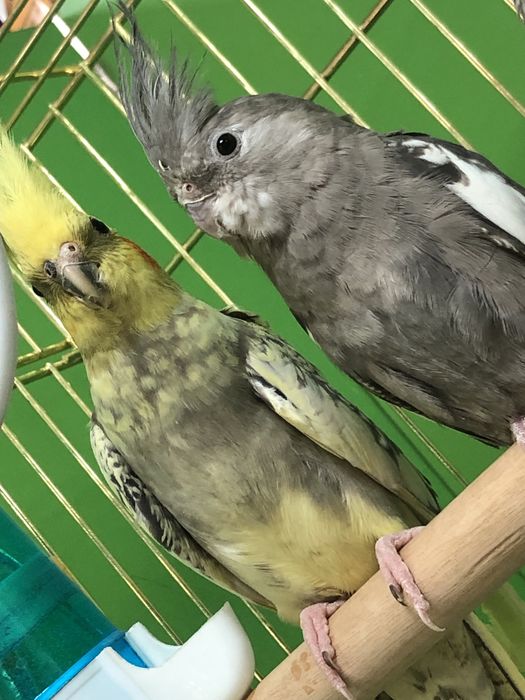 Карелла попугай молодые