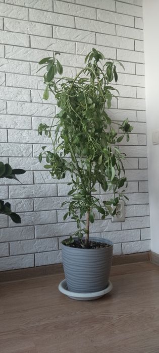 Цветок Молочай. Молочай.