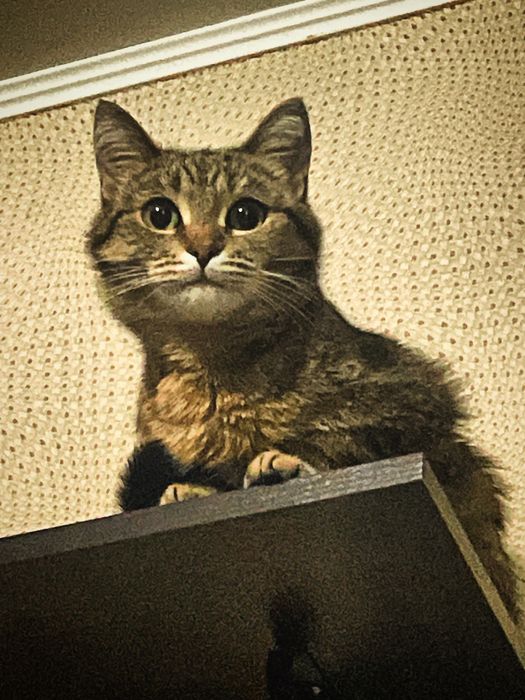 Продаётся кошка!