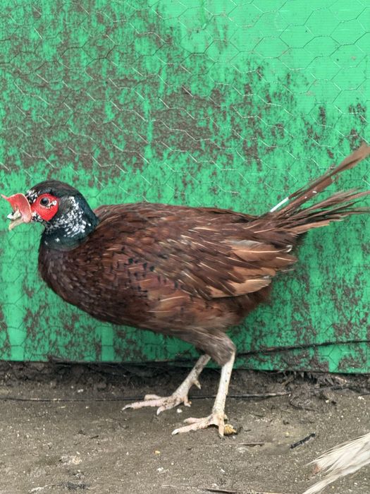 Fazani comuni platină diluată