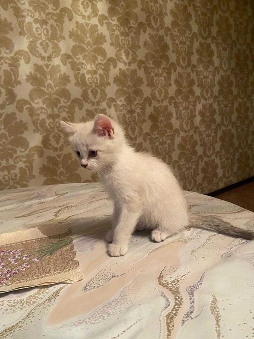 Котёнок, в добрые руки