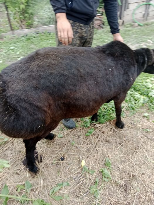 Продам Борана 1.8