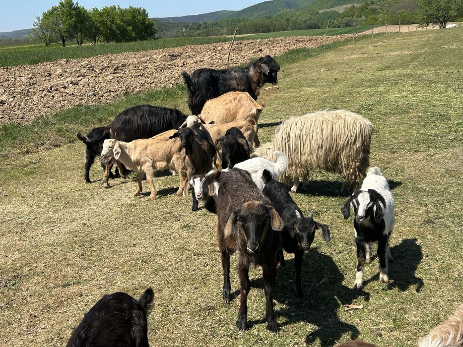 Vand capre cu iezi