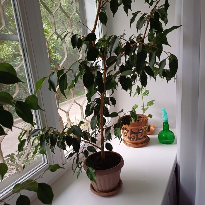 Фикус Бенджамина