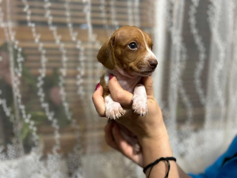 Дакел пиебалд/dachshund piebald