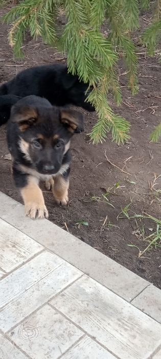 Щенки немецкой овчарки