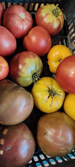 Продам домашние помидоры