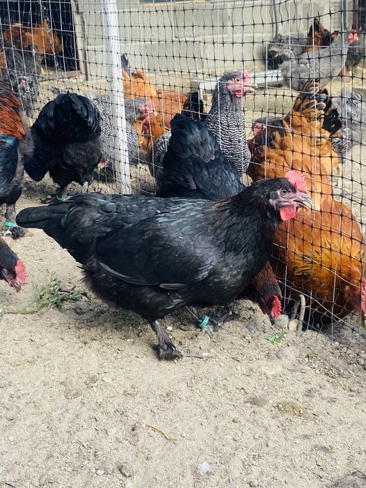 Oua incubat Marans Negru Aramiu