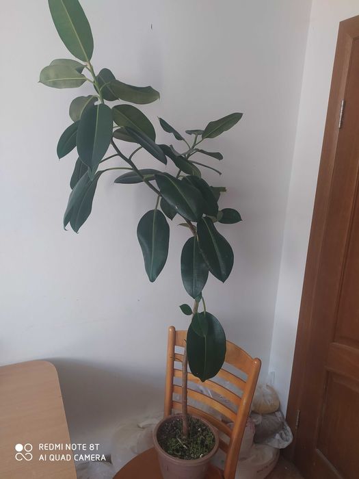 Продам фикус каучуконосный