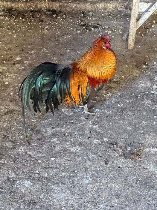 Cocoși Phoenix adulți