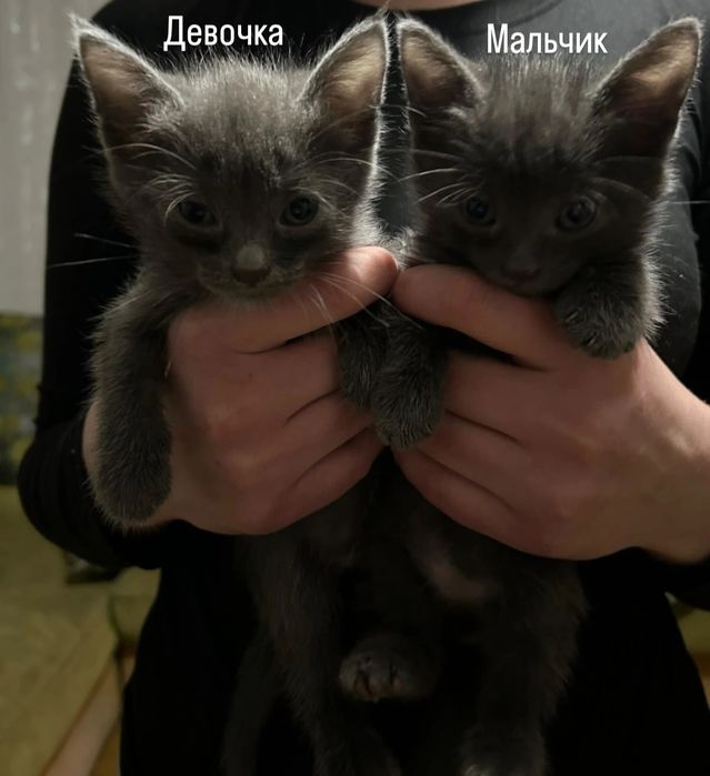 Отдам котят в добрые руки
