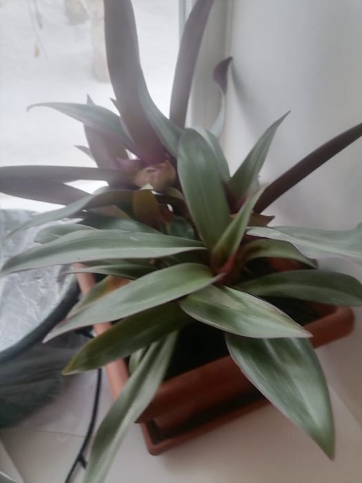 Продам цветок Рео