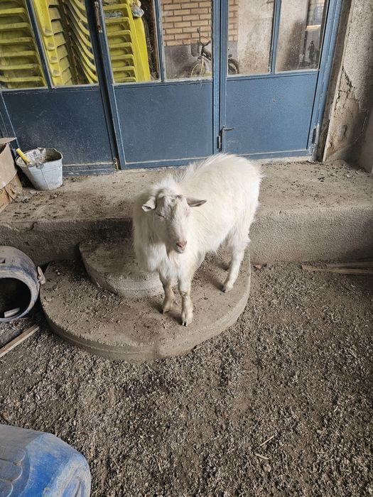 Подажа козы, эчкилар сотилади