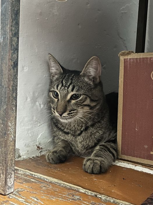 Мысык тегін, Кот бесплатно