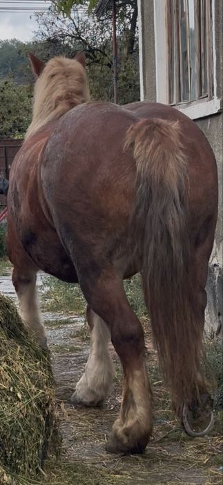 De vanzare iapa de 6 ani garantata fara defecte gestanta ff blanda