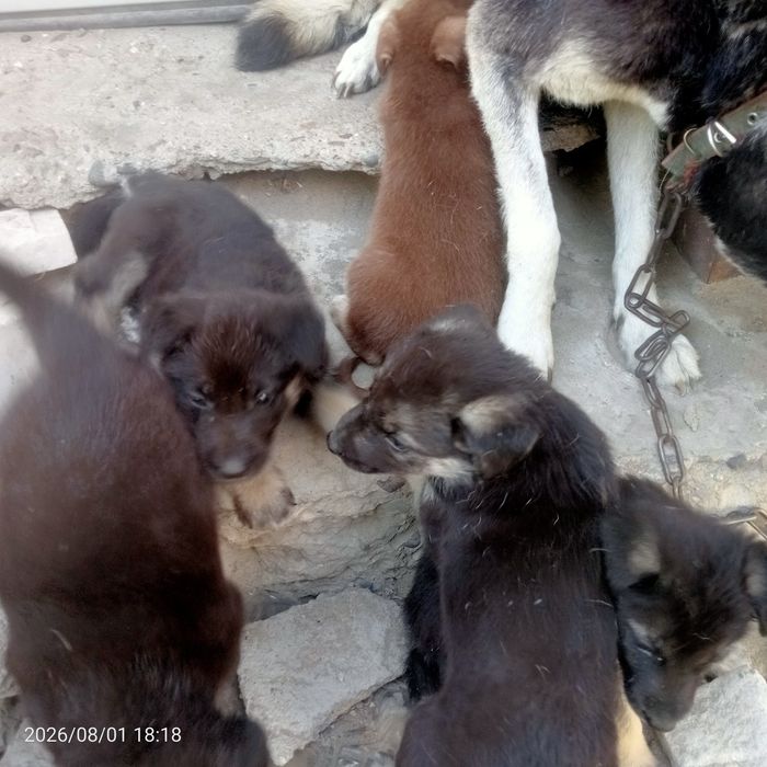 Отдам щенков в хорошие руки
