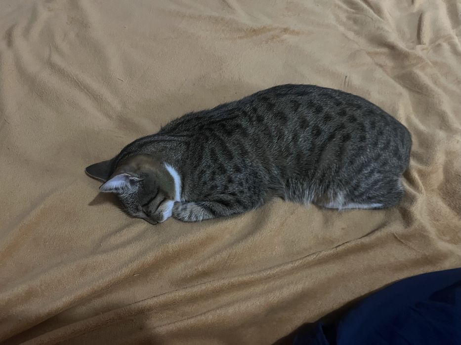 Отдам кота в добрые руки