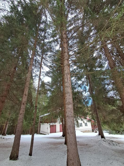 Casa de vacanta!Dealu Negru, Călătele Padure