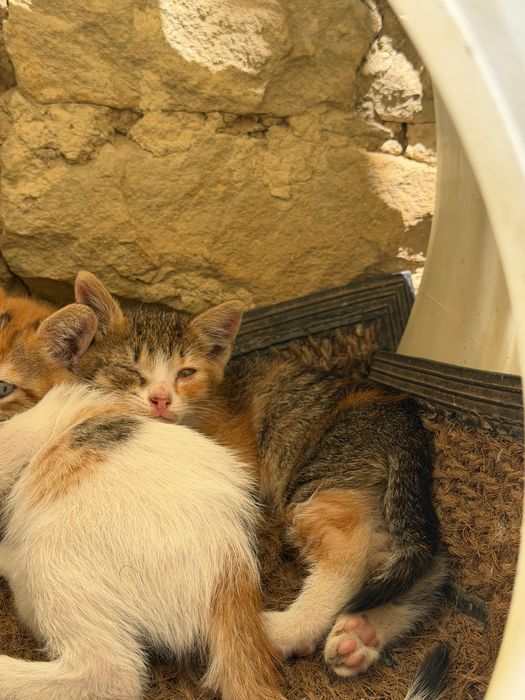 Подаряват се 4 котенца