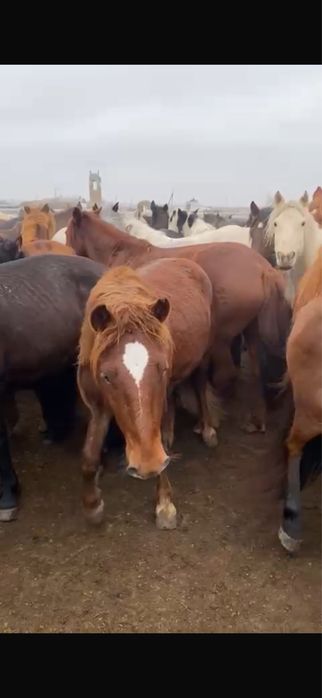 Айгыр 4 жасар сатылады