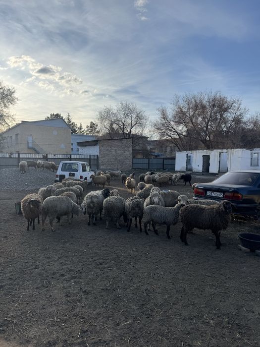 Продаю баранов, овец, токты.
