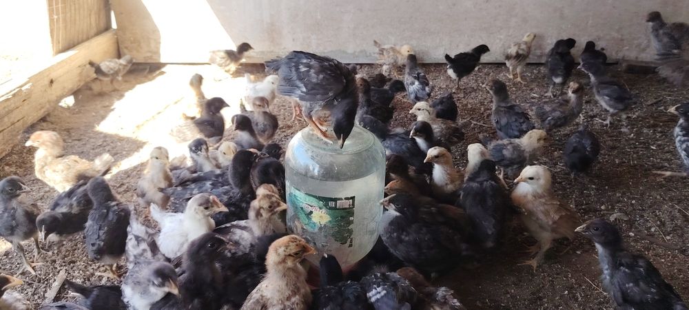 Продам домашних цыплят.