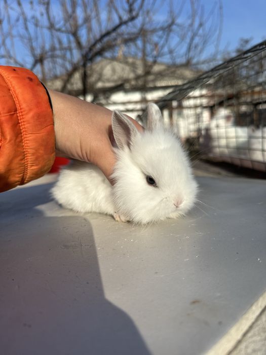 Кролики декоративные карликовые