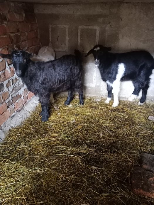 De vânzare un ied și 2  ieduțe