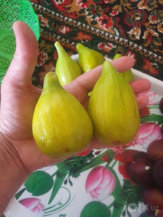 Инжир, саженцы, разные сорта.
