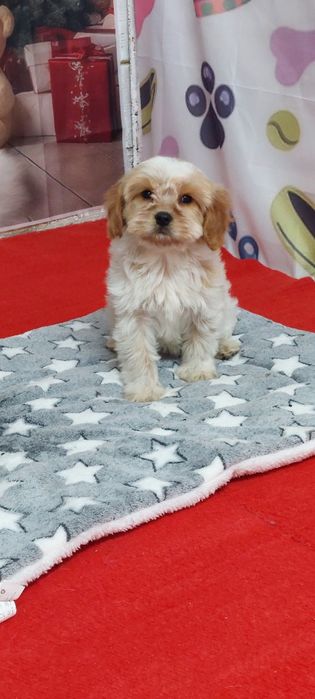 Кавапу момиче той пудел