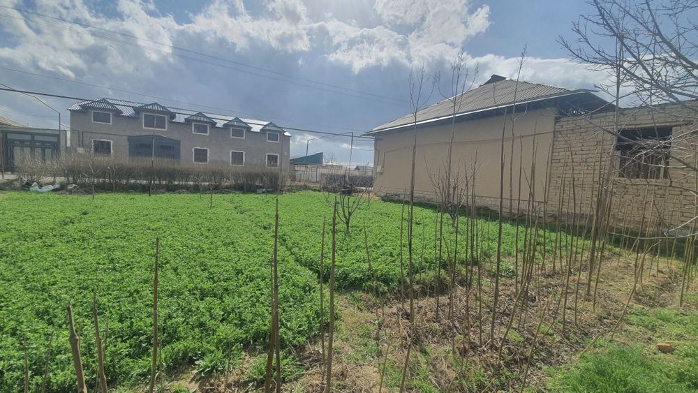 Pavloniya ko‘chatlari