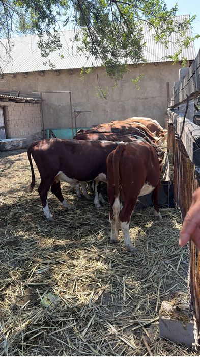 Продам бычки полторашки 25 голов