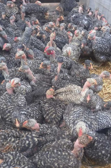 Ferma pui rasa mixta pui alb